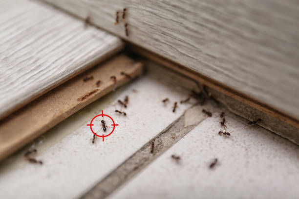 Wasp Removal Services in Loogootee, IN