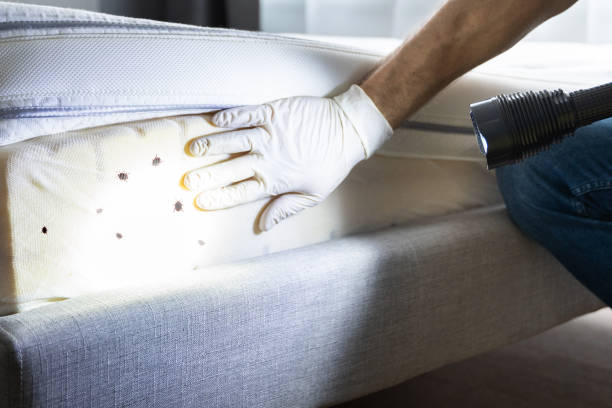 Trusted Loogootee, IN Pest Control Experts
